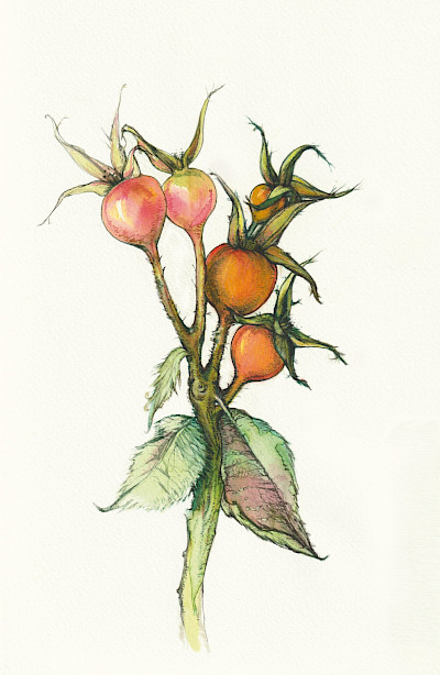 Apfelrose - 
