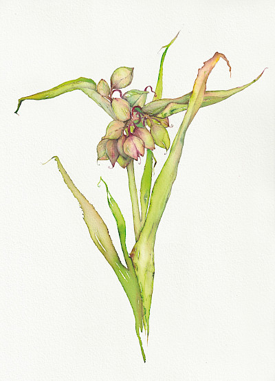 Dreimasterblume - 