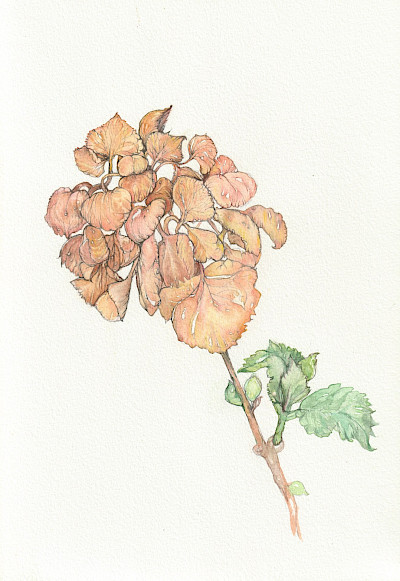 Hortensie - 