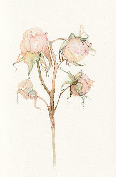 Rosen - 